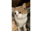 Adopt Buddy* a Domestic Short Hair