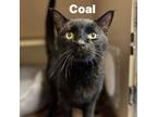 Adopt Coal 240143 a Domestic Short Hair