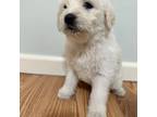 Labradoodle Puppy for sale in La Follette, TN, USA