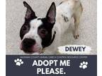 Adopt DEWEY a Pit Bull Terrier