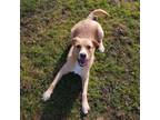 Adopt Comet/Riley a Mixed Breed