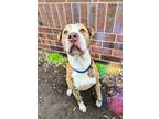 Adopt Koba a Pit Bull Terrier, Mixed Breed