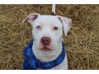 Adopt SMITH a Pit Bull Terrier