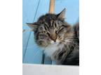 Adopt Hamlet a Domestic Long Hair