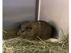 Adopt HAMMIE a Guinea Pig