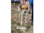 Adopt Cooper a Treeing Walker Coonhound
