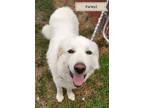 Adopt Farley a Great Pyrenees