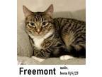 Adopt Freemont a Domestic Short Hair