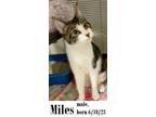 Adopt Miles a American Shorthair