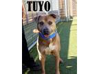 Adopt Tuyo a Labrador Retriever