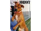 Adopt Johnny a Boxer