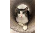 Adopt Elvis a Tabby