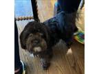 Adopt Zurro a Shih Tzu, Poodle