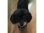 Adopt Buddy a Miniature Poodle