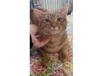 Adopt Ralph a American Shorthair