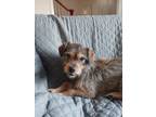 Adopt Osman a Havanese, Yorkshire Terrier