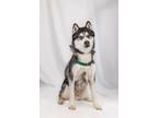 Adopt Larz a Siberian Husky, Mixed Breed