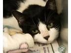 Adopt Oreo a Domestic Short Hair