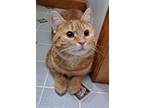 Adopt Fitz a Domestic Short Hair