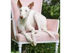 Adopt Moonshine a Ibizan Hound