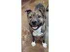 Adopt Zeus a Pit Bull Terrier, Mixed Breed