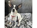 Adopt Wiley a Rat Terrier, Mixed Breed