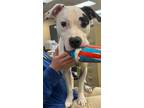 Adopt Horizon- In a Foster Home a Pit Bull Terrier, Mixed Breed