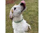 Adopt Petey-Prison Training a Wirehaired Terrier
