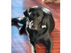 Adopt OWNER REHOME--COLT (not in LELRR care) a Labrador Retriever