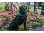 Adopt Buddy B. a Labrador Retriever