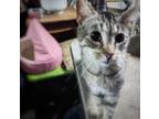 Adopt Sparky *URGENT! a Domestic Short Hair