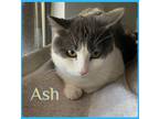 Adopt ASH a Tabby