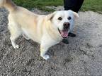 Adopt James a Labrador Retriever, Husky