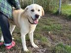 Adopt Jesse a Yellow Labrador Retriever, Husky