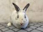 Adopt Butters a Bunny Rabbit