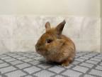 Adopt Perry a Bunny Rabbit, Lionhead