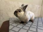 Adopt Simon a Bunny Rabbit, Lionhead