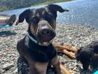 Adopt Goofy a Rottweiler, Great Dane