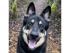 Adopt Booker a German Shepherd Dog, Hound
