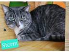 Adopt Storm a Domestic Short Hair