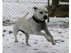 Adopt Tank a Mixed Breed