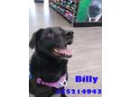 Adopt Billy a Black Labrador Retriever