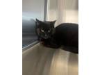 Adopt Licorice a Domestic Short Hair