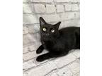 Adopt Luke a Domestic Short Hair