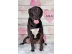 Adopt Juneau a Labrador Retriever