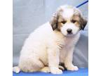 Adopt Wylee a Great Pyrenees
