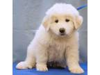 Adopt Westlee a Great Pyrenees