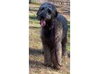 Adopt Mossy a Irish Wolfhound, Labradoodle