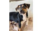 Adopt Lincoln (Presidential pup) a Australian Cattle Dog / Blue Heeler