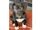 Adopt Jackson (Presidential pup) a Labrador Retriever, Hound